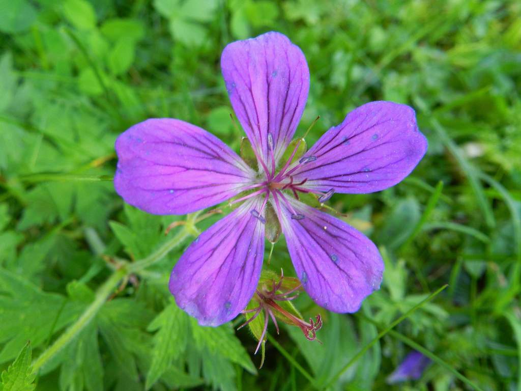 Geranium sylvaticum